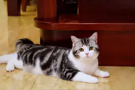 美短猫的这6种表现，很可能是“身上有虫子”了图片