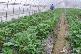 “我们不打药”！汨罗大垅合作社的草莓采摘喜迎小高峰图片