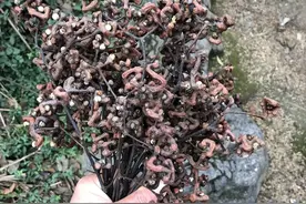 一个打野栗子丢掉性命的人图片