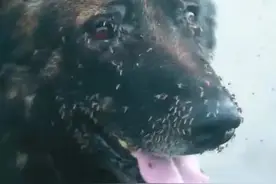 曾咬死7头军犬的蚊子王国，这里的军犬终于有了专属的防蚊服图片