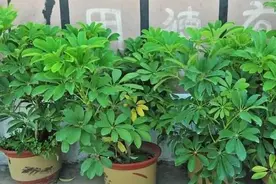 鸭掌木小苗不好看，学会“1招”，枝繁叶茂，小苗变“大树”图片