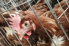 胆汁酸解决滑液囊支原体后鸡冠白、发育不全问题！图片