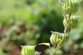 苘麻，别名：冬葵子、桐麻、白麻、磨盘草、苘麻子、车轮草、青麻图片
