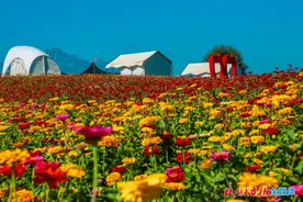 初秋的天空花苑，如梦似幻、美若仙境图片