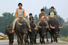 创业养牛，散户如何养牛利润最大，赚得更多，经验之谈值得借鉴图片