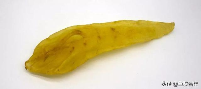 白花胶是什么鱼的鱼鳔 2026年白花胶是什么胶