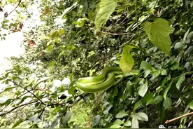 徒步时，与蛇狭路相逢怎么办？图片