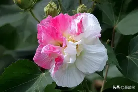 10万株芙蓉盛开是怎样的景致？明天来天府芙蓉园就知道了！图片