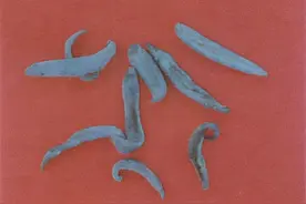 长知识了！《云南虫谷》中的这三种怪物，在现实中真的存在吗？图片