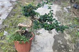 福建茶，天气热超过30度就会花开不断图片