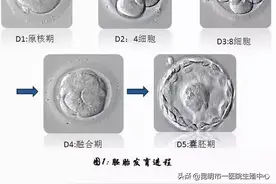 试管小白——“顶流”级别的胚胎长啥样？图片