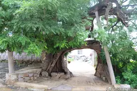 组图：栖霞农村的奇景，六百年的老槐树长成一道天然拱门图片