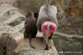 阿拉伯狒狒的一夫多妻与童养媳，奇怪的知识又增加了图片