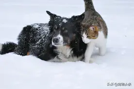 狗狗假咬主人意味着什么图片