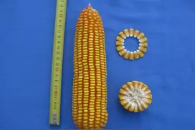 13个玉米新品种！产量高不高？抗不抗病？多图详解，农民早知道图片