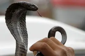 印度女子走火入魔，把毒蛇当成“湿婆神”，与蛇共舞被活活咬死图片