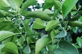 砂糖橘近段掉果多，大果小果一起掉，啥原因？还能补救吗？图片