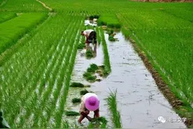 难忘的农村双抢，插秧最辛苦图片