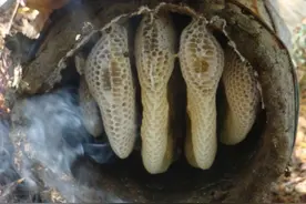 人工开采野生蜂蜜，看的流口水图片