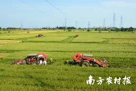 深读丨广东丝苗米端牢“一碗饭”图片