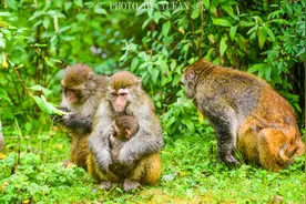 中国海拔最高的猕猴保护区，在西藏317国道旁，人猴和谐环境好图片