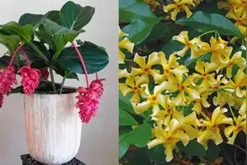 5种小众的观赏花卉，花朵精致迷人，但不一定适合你图片