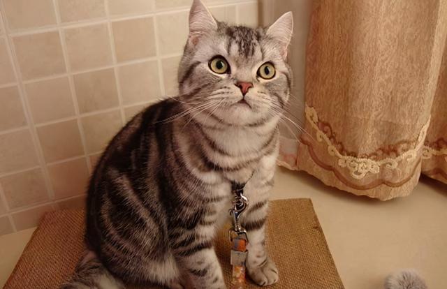 美短猫纯不纯就看这几点,串串一般装不出来