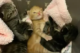病危的小橘猫被救后，颜值一路开挂，长成一只美丽温柔的梦中情猫图片