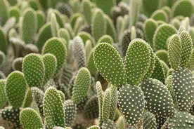 为什么骆驼可以嚼仙人掌？嘴不扎吗，肠道不会被刮伤吗？图片