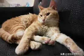 橘猫戴着项圈，被打到浑身是伤，却找不到主人，幸好遇见她...图片
