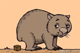 袋熊拉方形便便的世界难题，被一群“不务正业”的科学家解开了图片