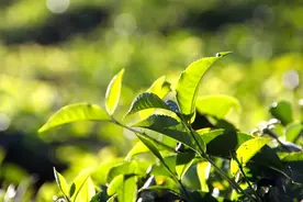 八马茶业：百年匠心做国茶 ，差异化思维打造品牌图片