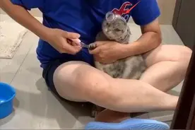 为了避免给猫剪指甲被挠，女子特地自制神器：这下老实了吧？图片