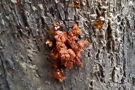 害虫躲进树干蛀食树心，农村人使出“隔空打虫”，3招轻松解决图片