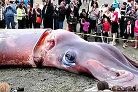 你不知道的，海洋最深处的秘密(上)图片