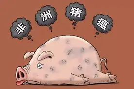 技术要点：谨防“小非”闯入你的猪场，保卫养猪胜利果实图片