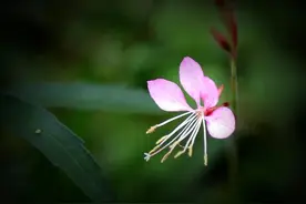 时间会说谎，它治不了思念，医不好情伤图片