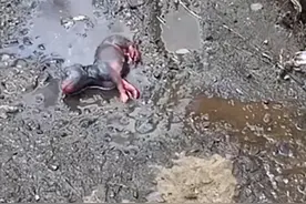 水沟里传来微弱的叫声，凑近看清后觉得心疼：多可怜的小家伙呀图片