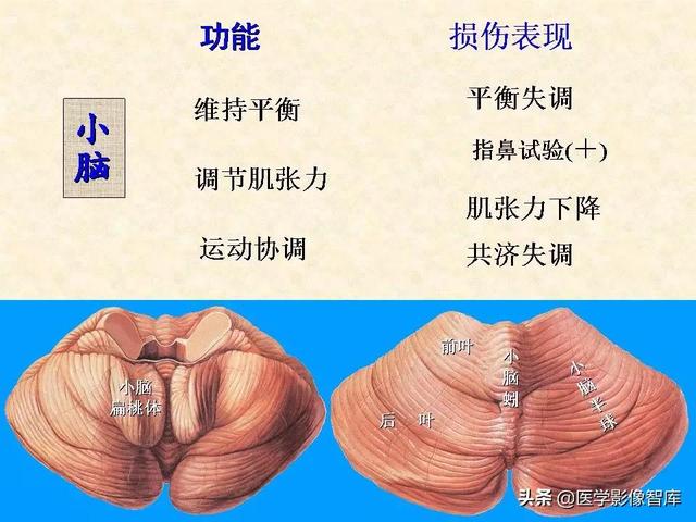 脑干、小脑及间脑解剖