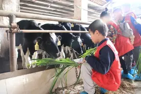 探秘！西江牛奶是如何生产出来的？图片