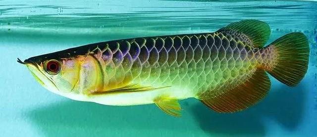 金龙鱼鱼鳞溶鳞传染别的鱼吗 金龙鱼鱼鳞溶鳞传染别的鱼吗