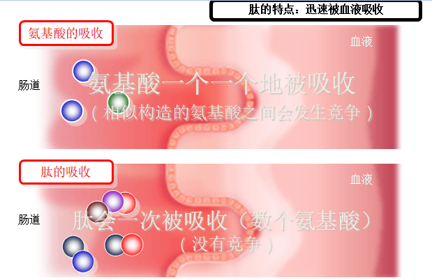 抗衰老补充皮肤胶原蛋白「肽」什么的真的是有效果吗？