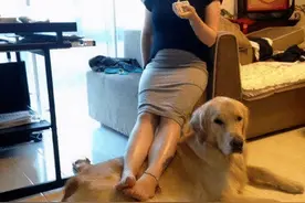 铲屎官怀孕无奈将金毛送走，分别两年后再相遇，狗狗见到她后哭了图片