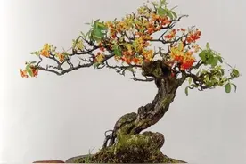 冬养火棘，做对这些才会更美，你是否做对？图片