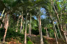 槟榔高产的肥水管理与保花保果的重要性图片