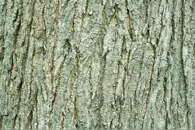 树皮植物的“命脉”它不仅和彩虹一样漂亮也可以与环境相契共生图片