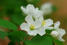 四月，愿所有花开，不负等待图片