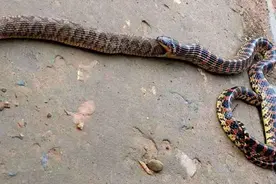 伤人最多的蝰蛇科，竟被无毒蛇随意欺负？蝰科老大能否找回场子？图片