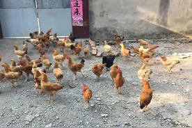 母亲（106）—姐家杀公鸡，弟弟玩游戏图片