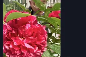 花博会里展出假花？这是真花做的永生花，最贵的价格破万图片